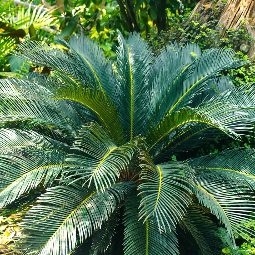 Macrozamia moorei - Cycas