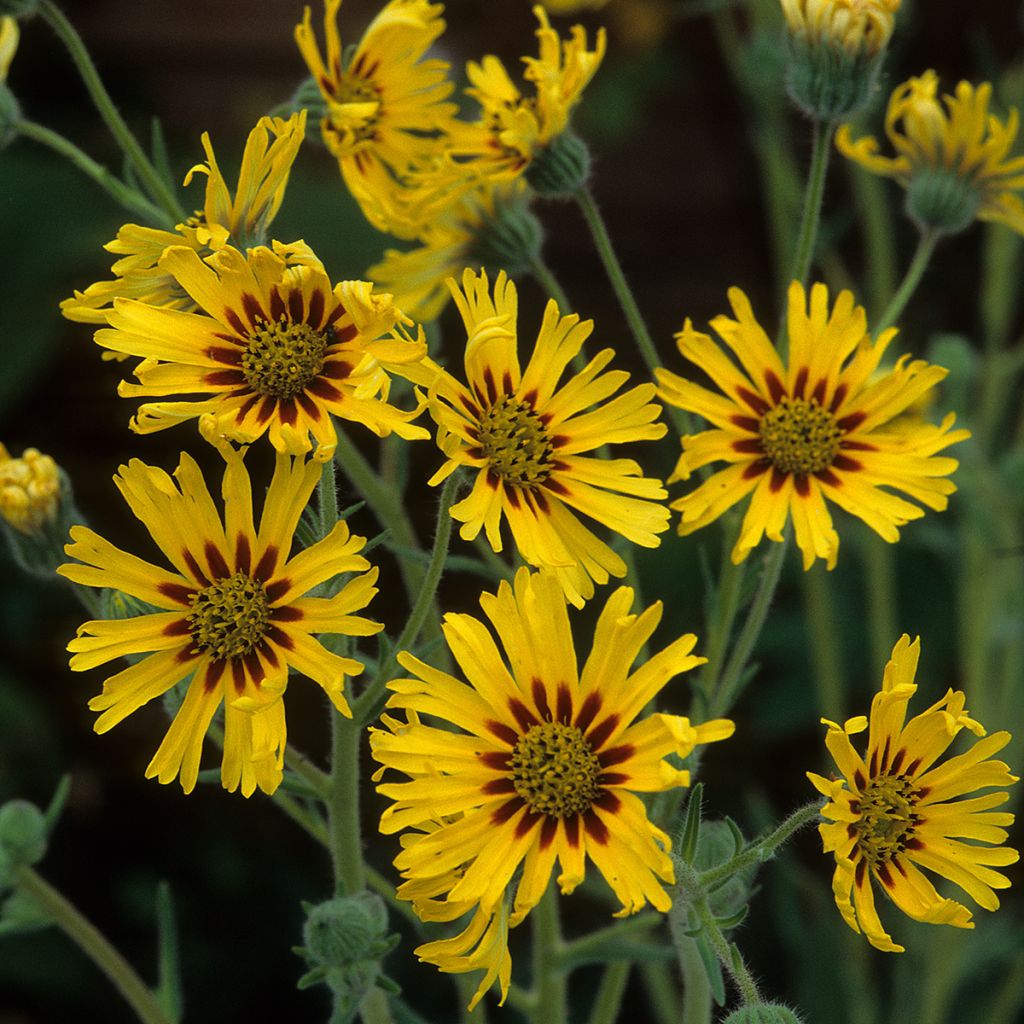 Madia elegans Tropical Fruits (zaad) - Madia elegans