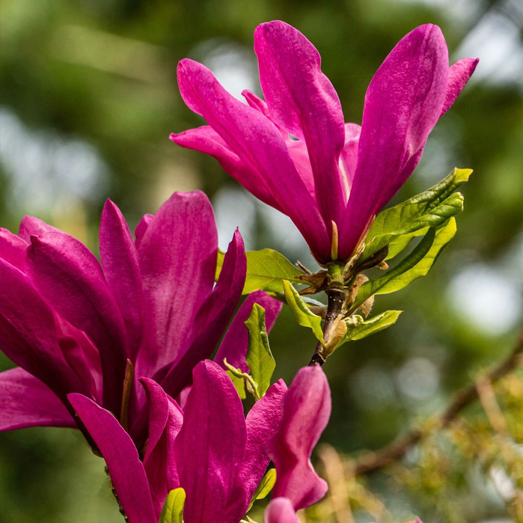 Magnolia Susan - Beverboom