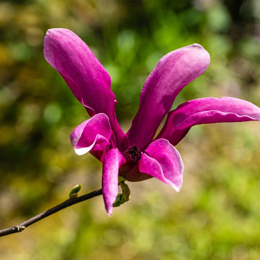 Magnolia Susan - Beverboom