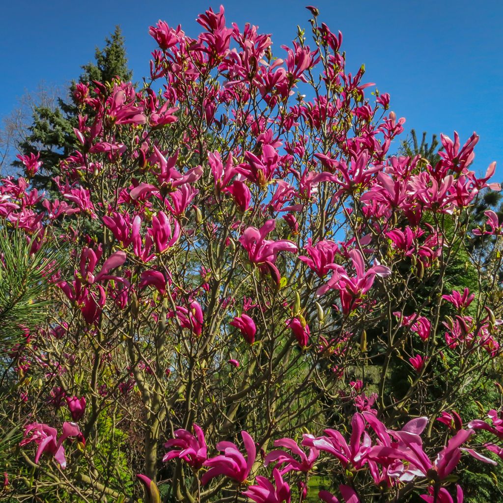 Magnolia Susan - Beverboom