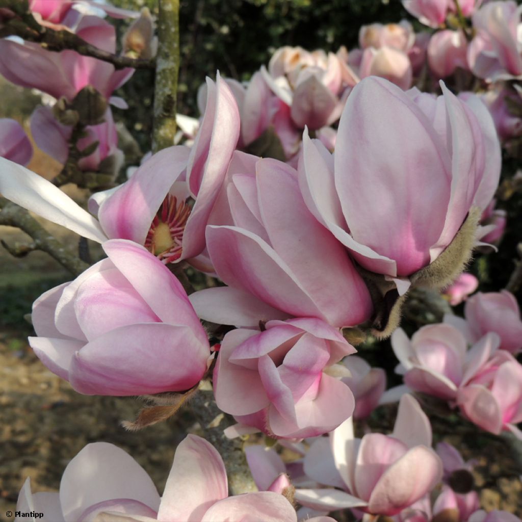 Magnolia denudata Festirose - Oosterse magnolia