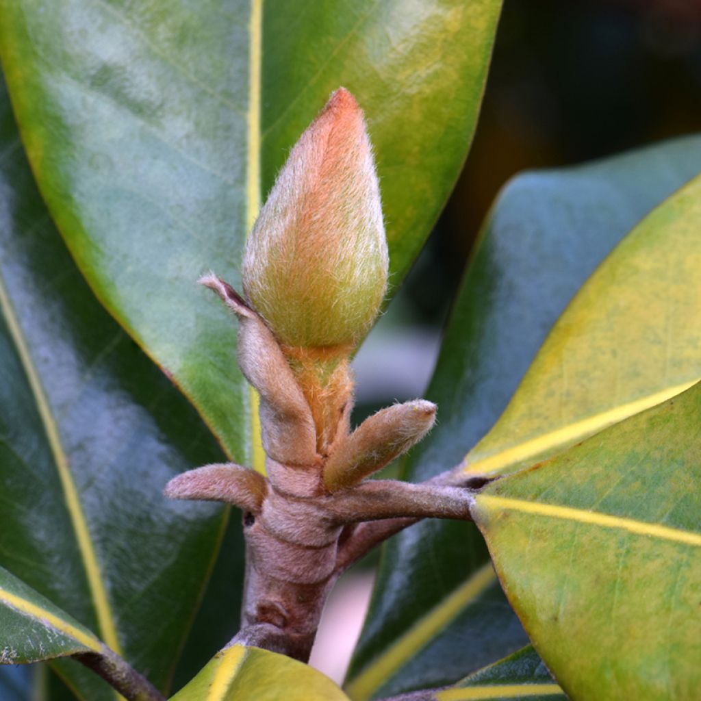 Magnolia grandiflora Victoria - Zuidelijke magnolia
