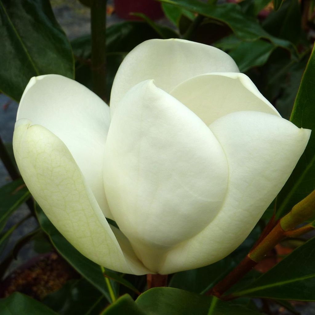 Magnolia grandiflora Kay Parris - Zuidelijke magnolia