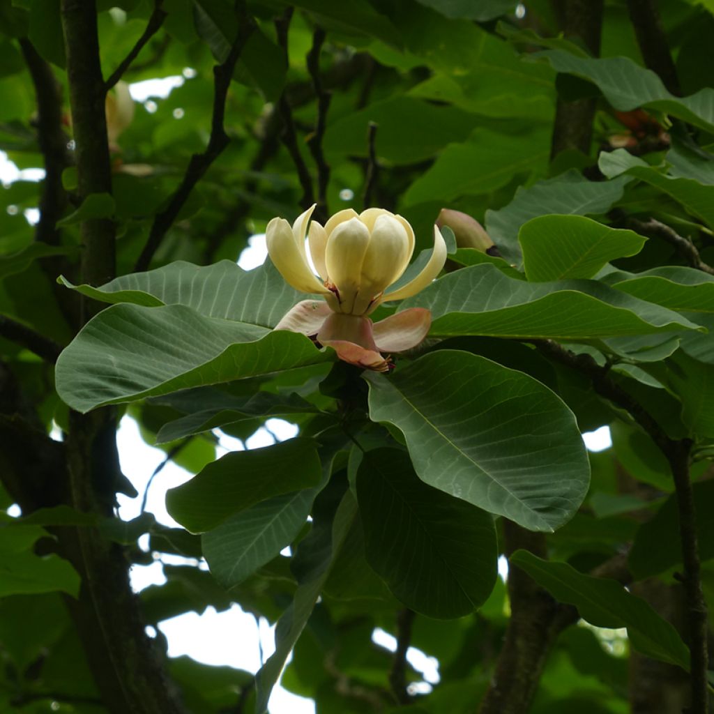 Magnolia hypoleuca - Grootbladige Japanse magnolia