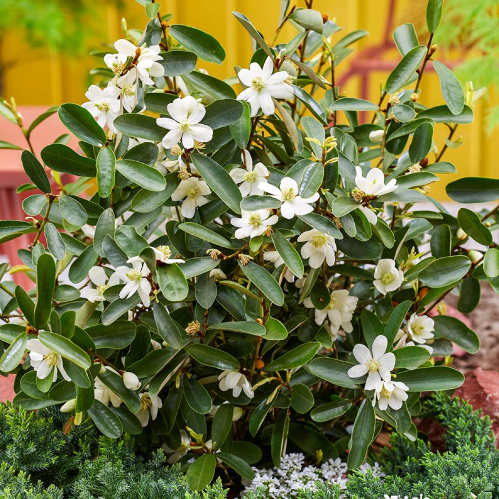 Magnolia laevifolia Miniatura - Bananenstruik