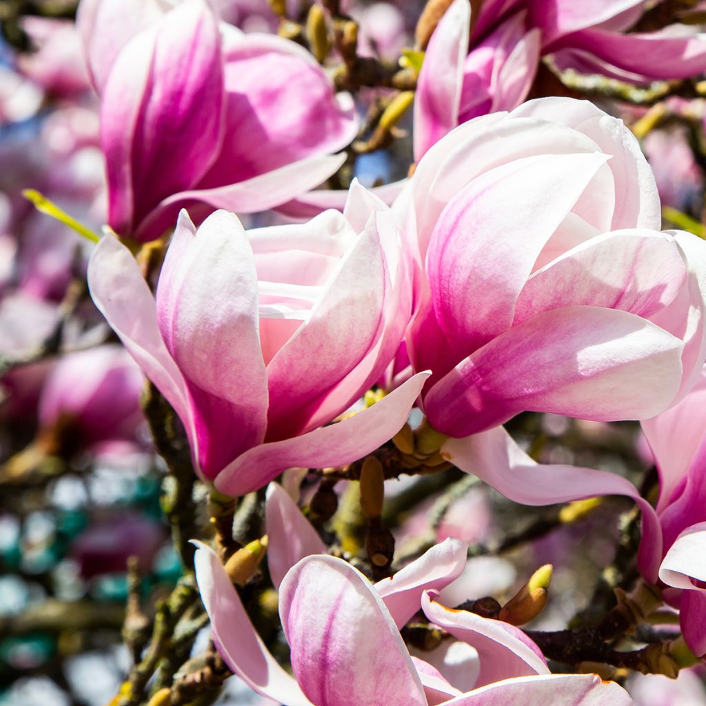 Magnolia soulangeana - Gewone magnolia