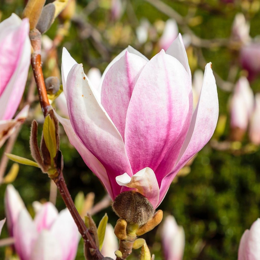 Magnolia soulangeana - Gewone magnolia