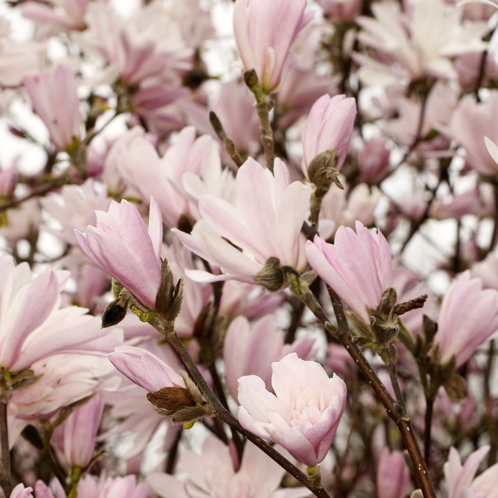 Magnolia stellata Chrysanthemumiflora - Stermagnolia