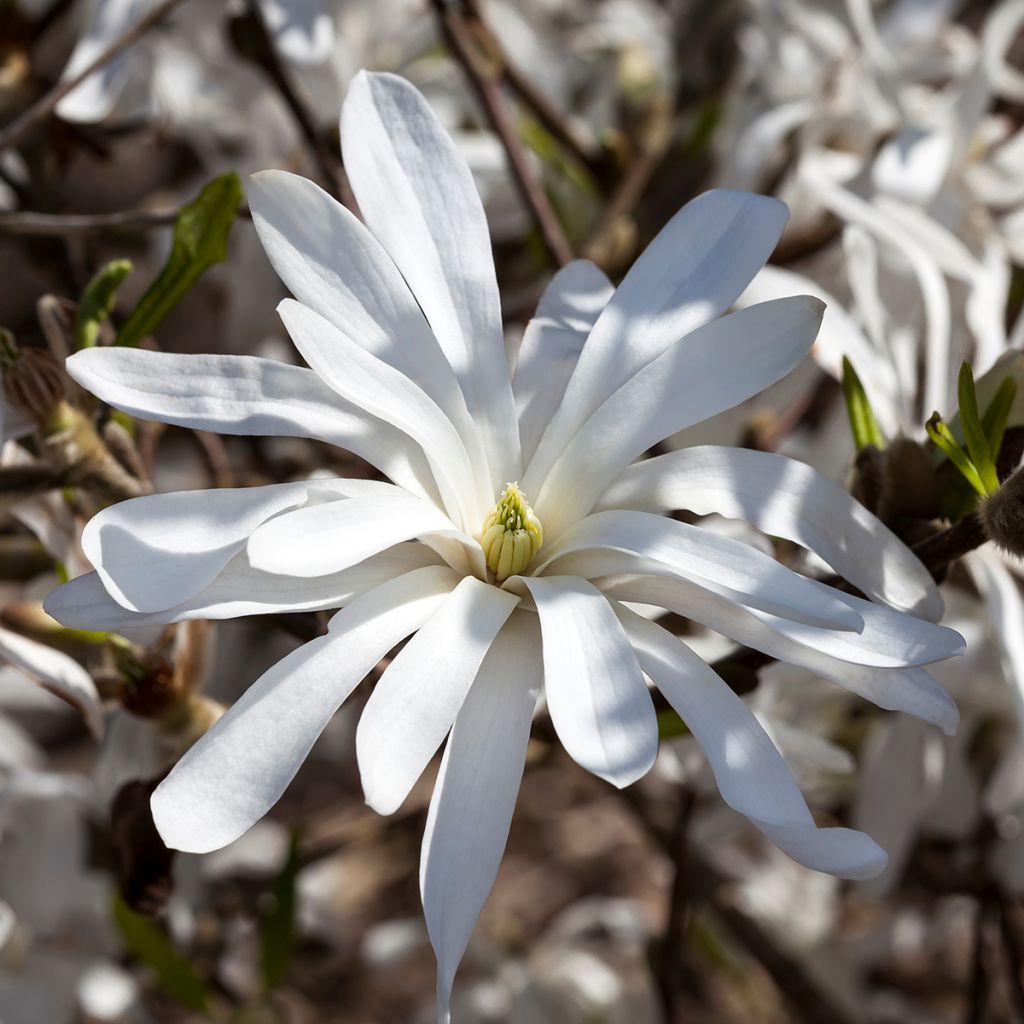 Magnolia stellata - Stermagnolia
