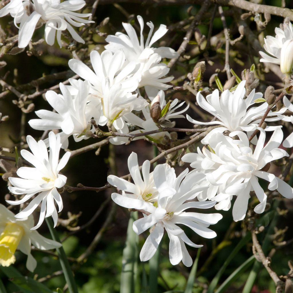 Magnolia stellata - Stermagnolia