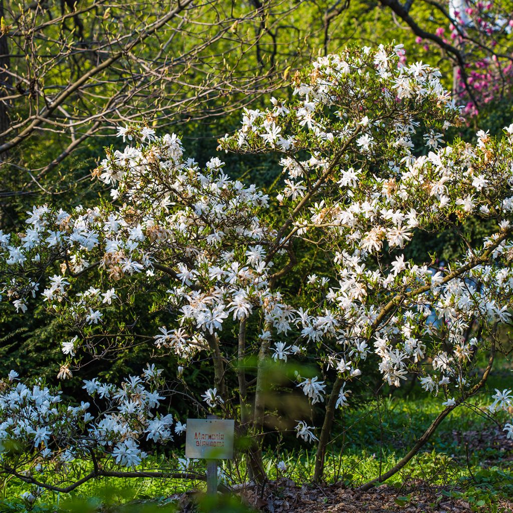 Magnolia stellata - Stermagnolia