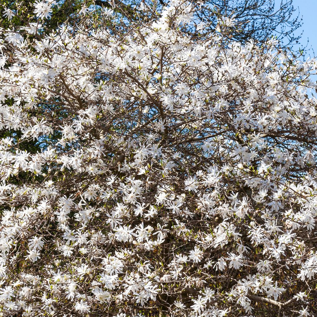 Magnolia stellata - Stermagnolia