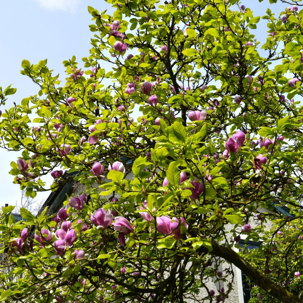 Magnolia Shirazz - Beverboom
