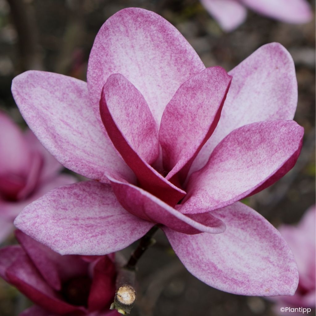 Magnolia Starburst - Beverboom