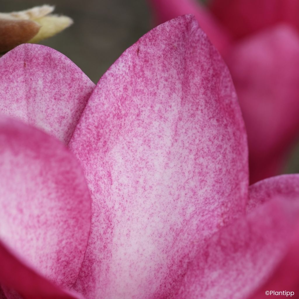 Magnolia Starburst - Beverboom