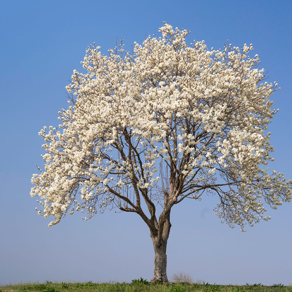 Magnolia kobus (zaad) - Noordelijke Japanse magnolia