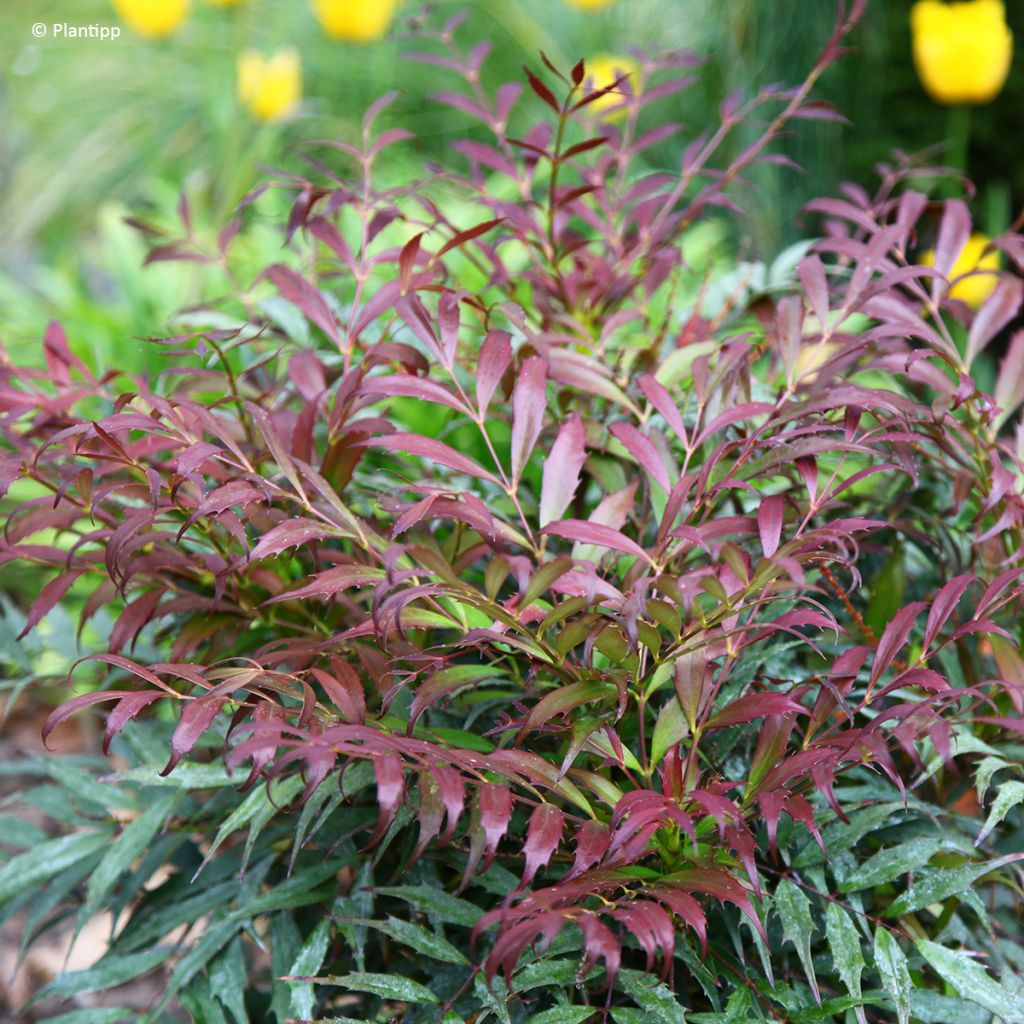 Mahonia Meteor - Chinese mahoniestruik