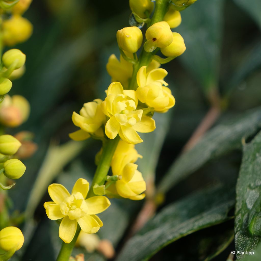 Mahonia Meteor - Chinese mahoniestruik