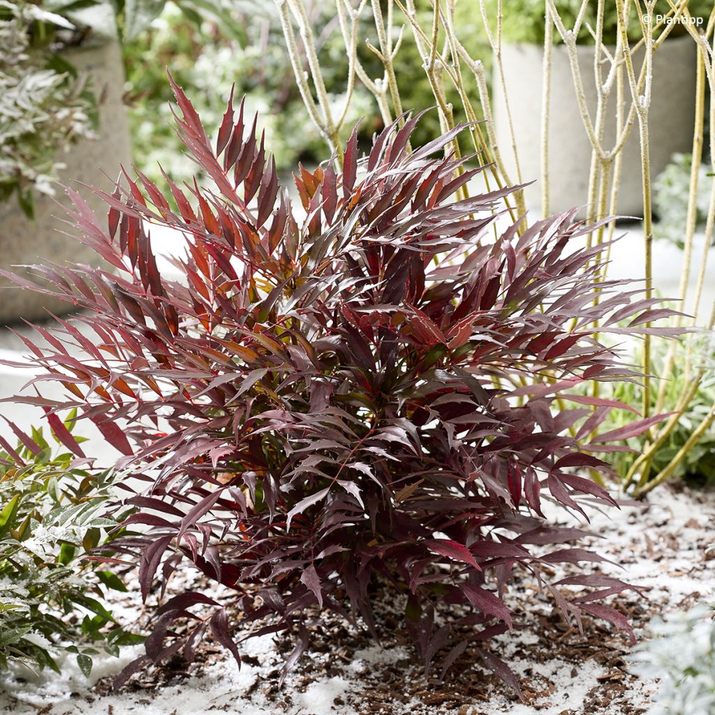 Mahonia Meteor - Chinese mahoniestruik