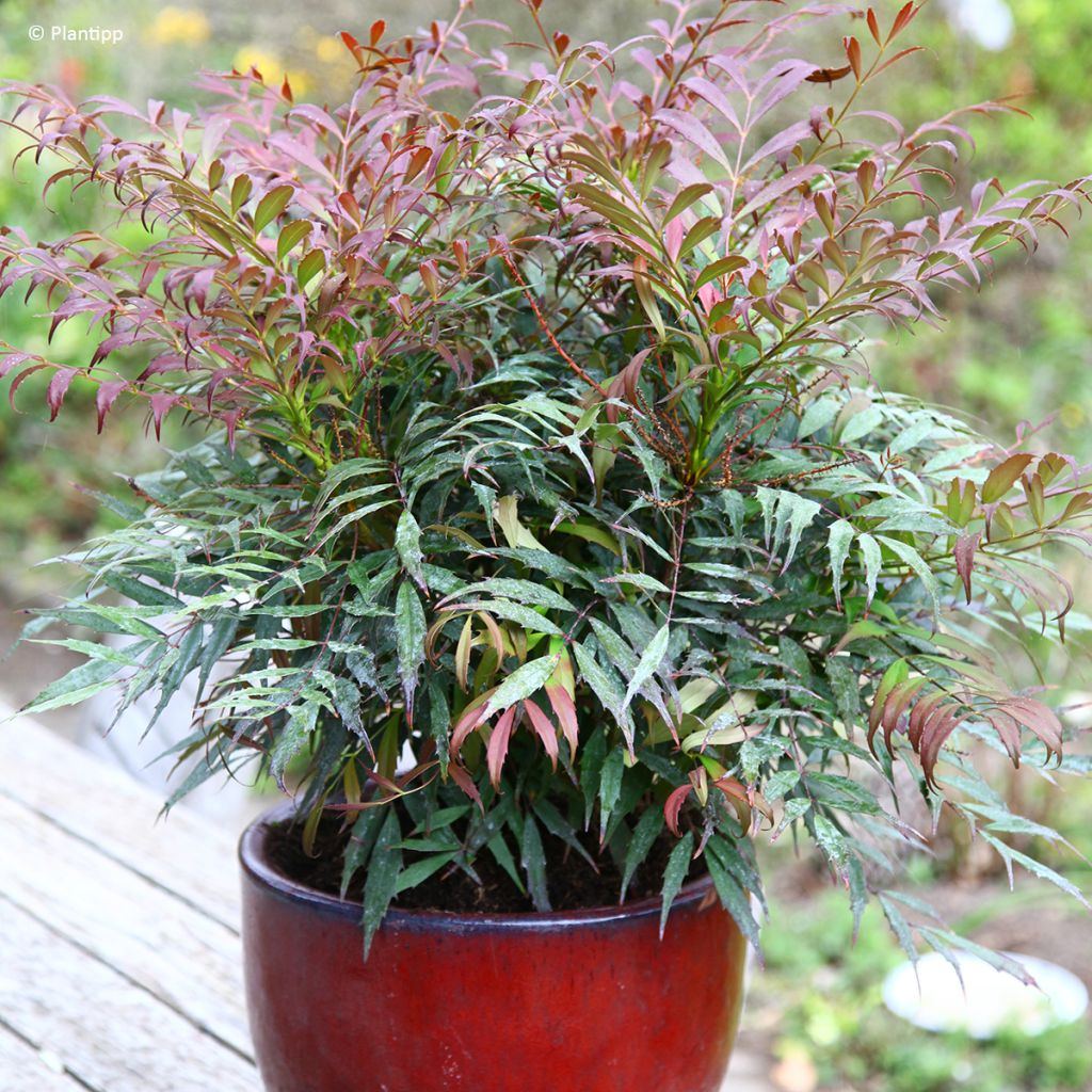 Mahonia Meteor - Chinese mahoniestruik