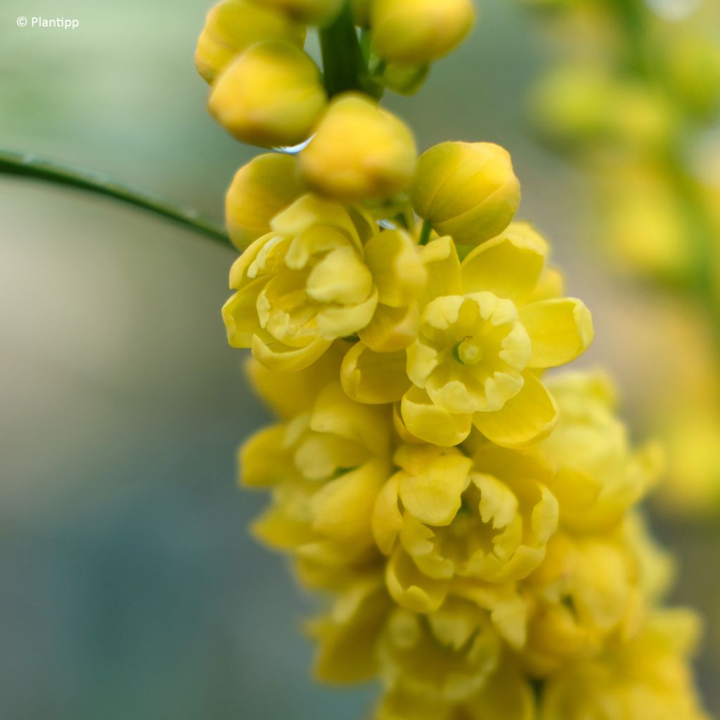 Mahonia Meteor - Chinese mahoniestruik