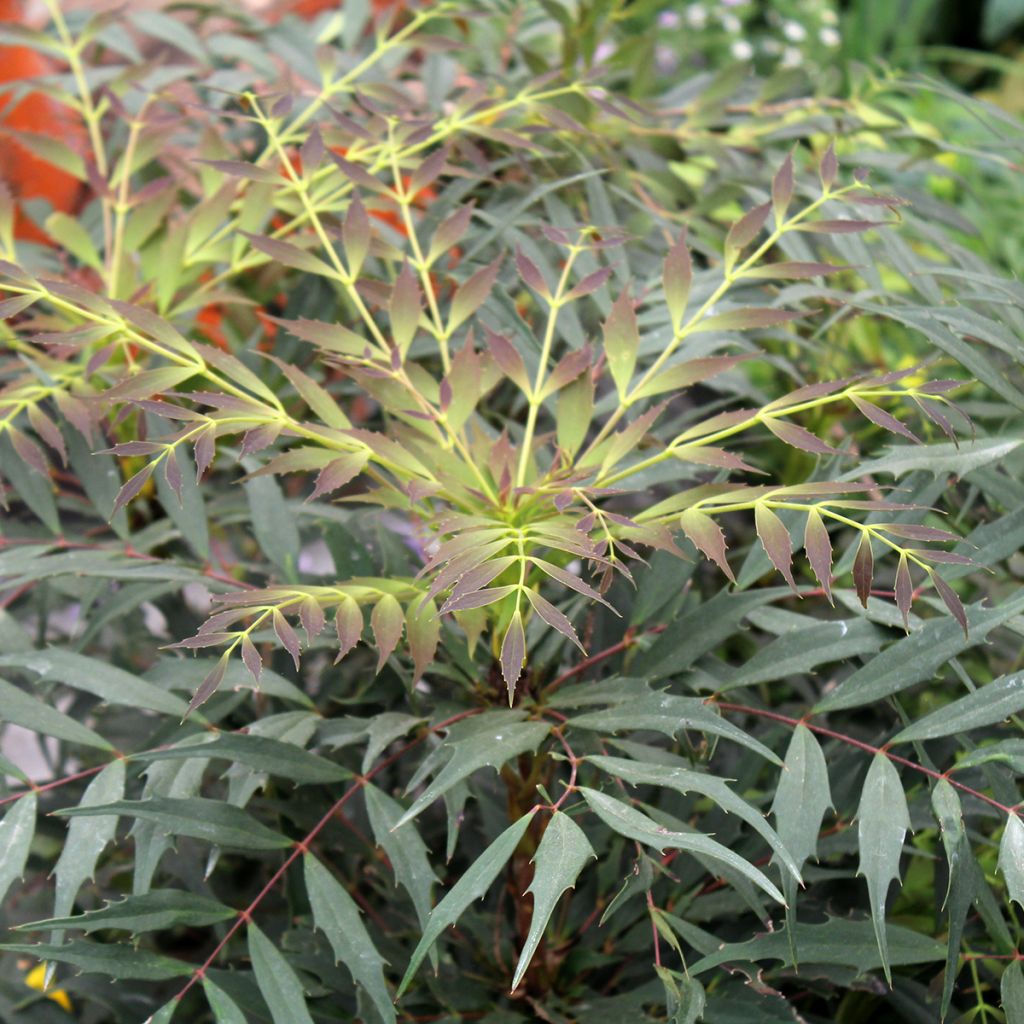 Mahonia Meteor - Chinese mahoniestruik