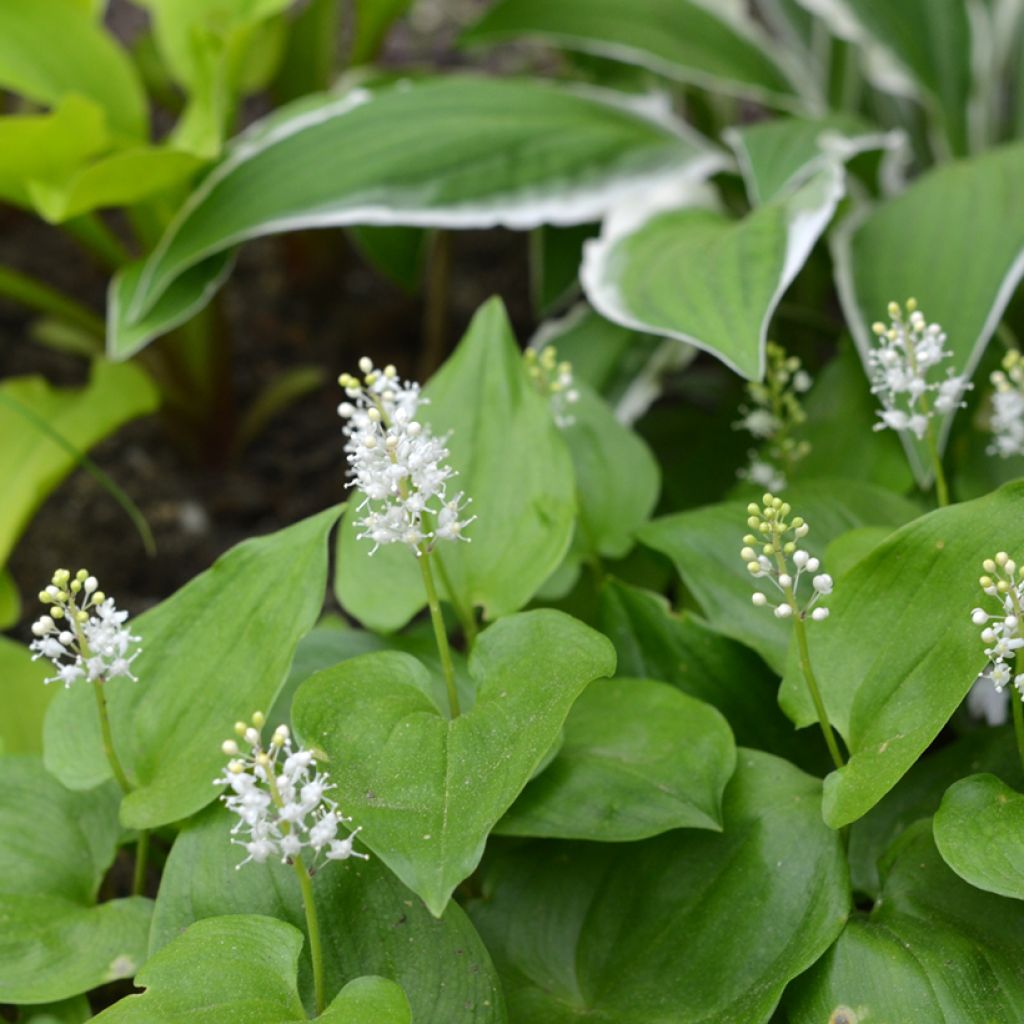 Maianthemum bifolium - Dalkruid