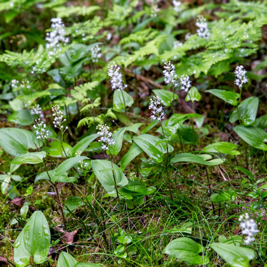 Maianthemum bifolium - Dalkruid