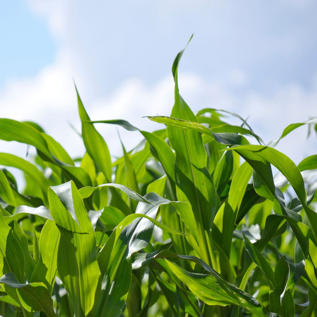 Voedermaïs groenbemester