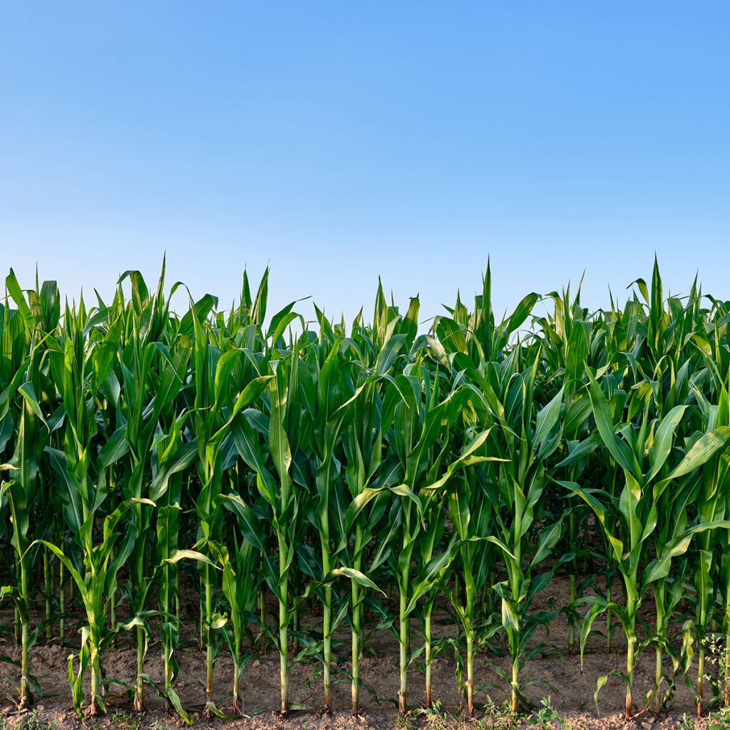 Voedermaïs groenbemester