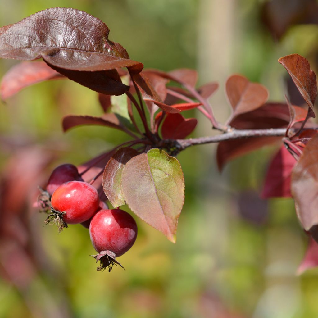 Malus purpurea Eleyi - Sierappel
