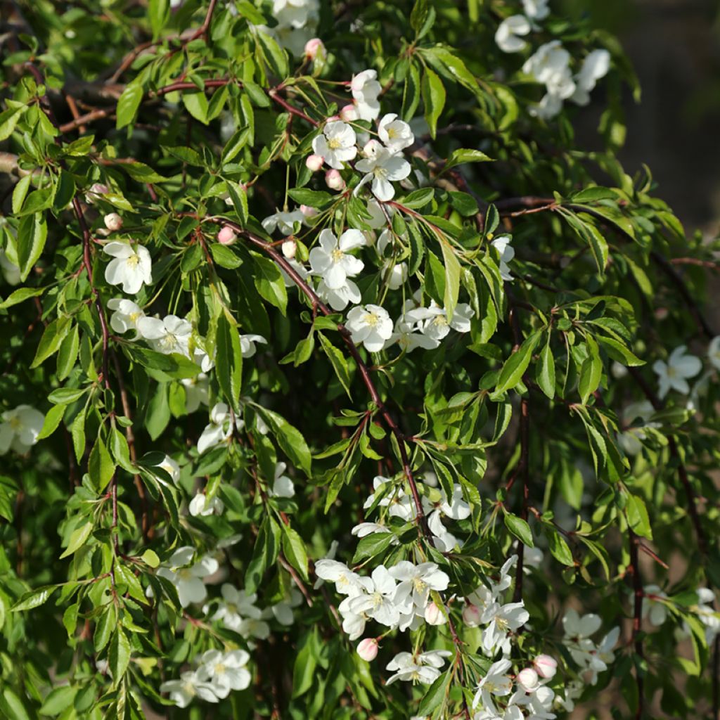 Malus Fontana - Sierappel