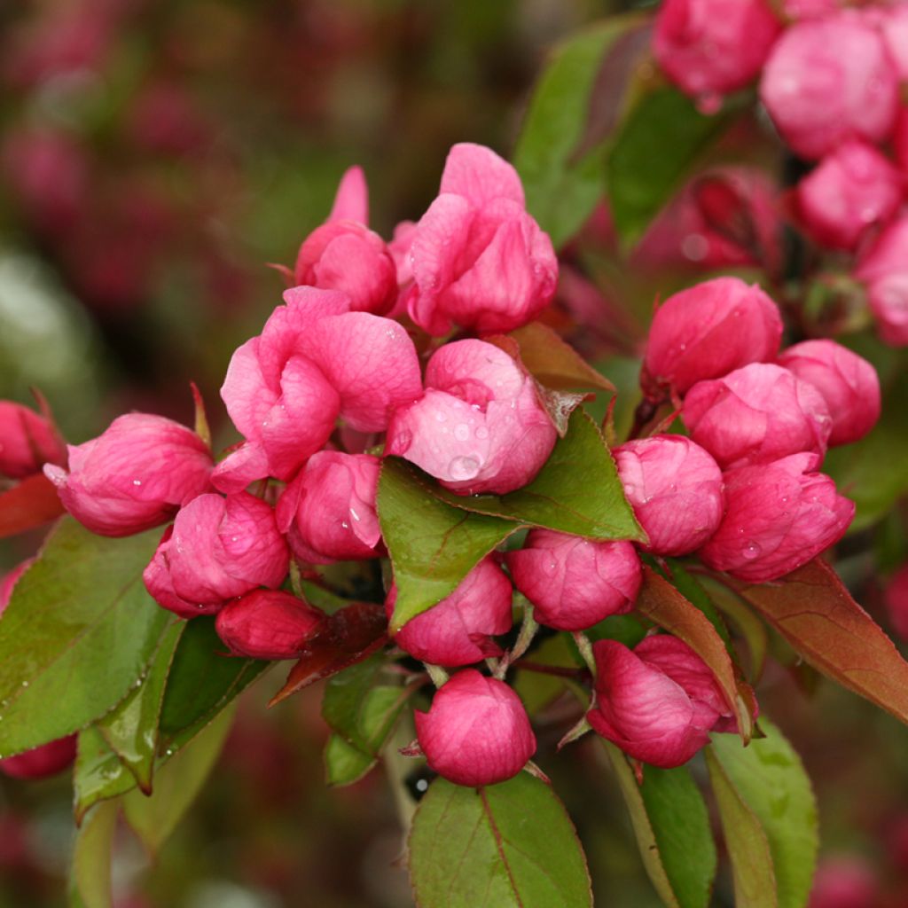 Malus purpurea Ola - Sierappel