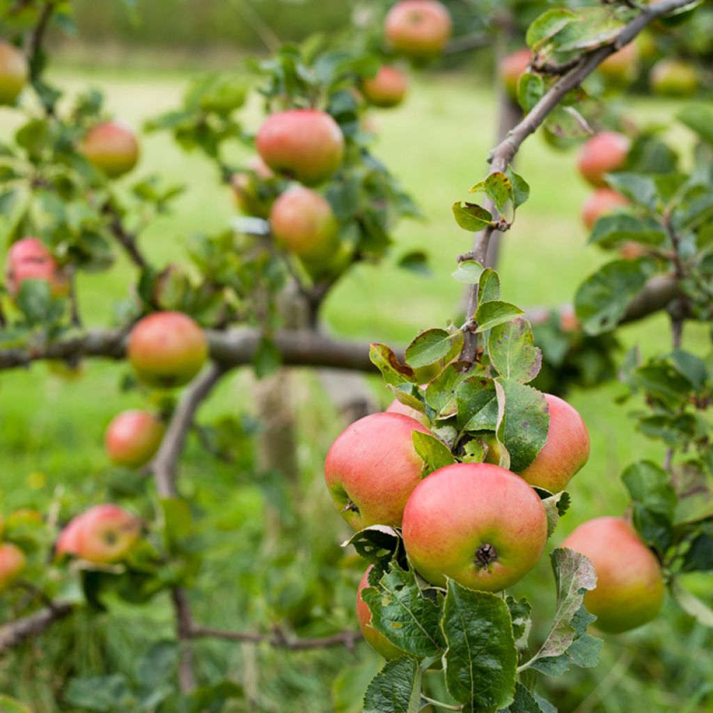 Appelboom Bramley's Seedling - Malus domestica