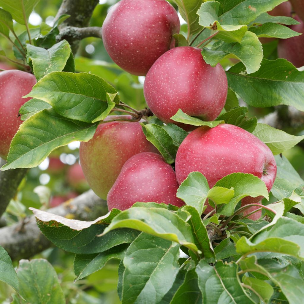 Appelboom Rajka
