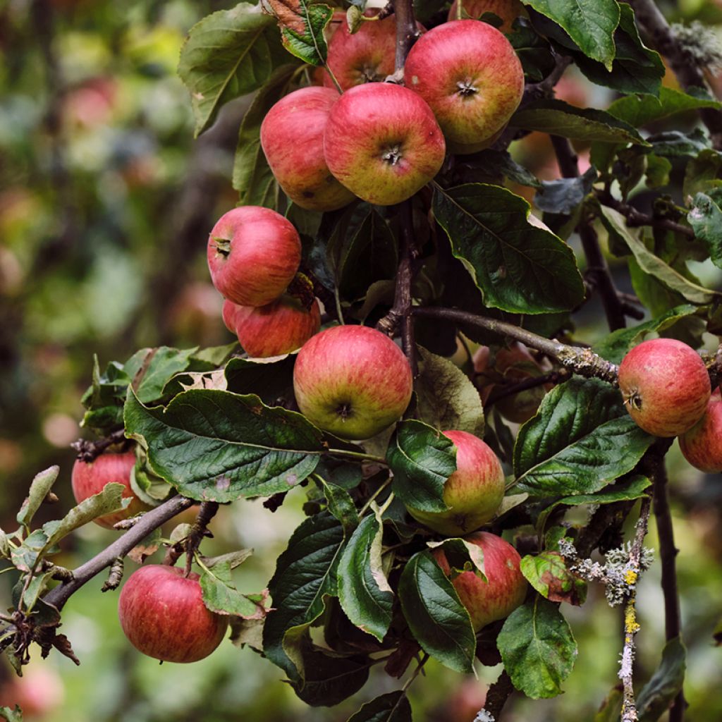 Appelboom Rarytas Śląski