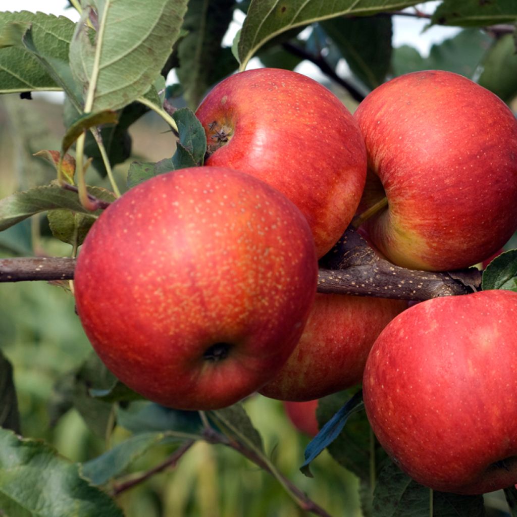 Appelboom Titówka
