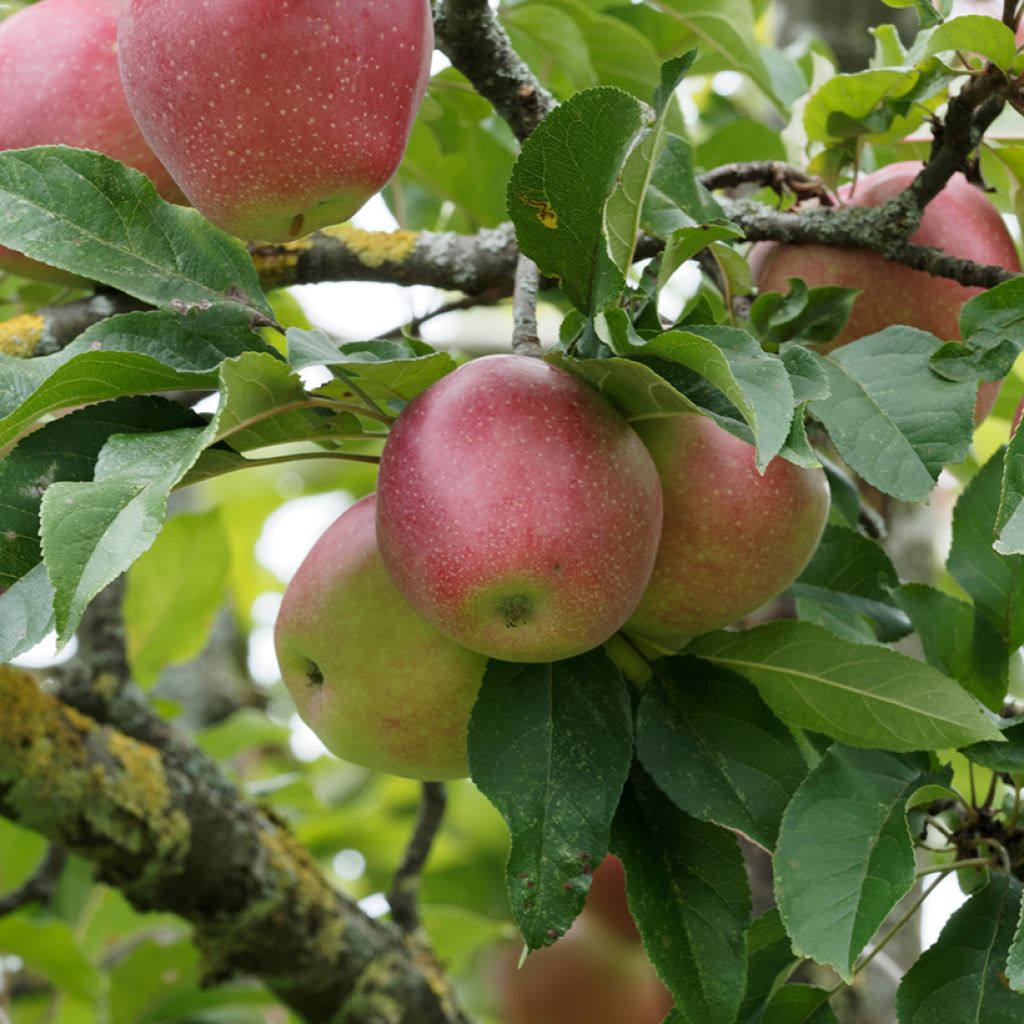 Appelboom Żeleźniak