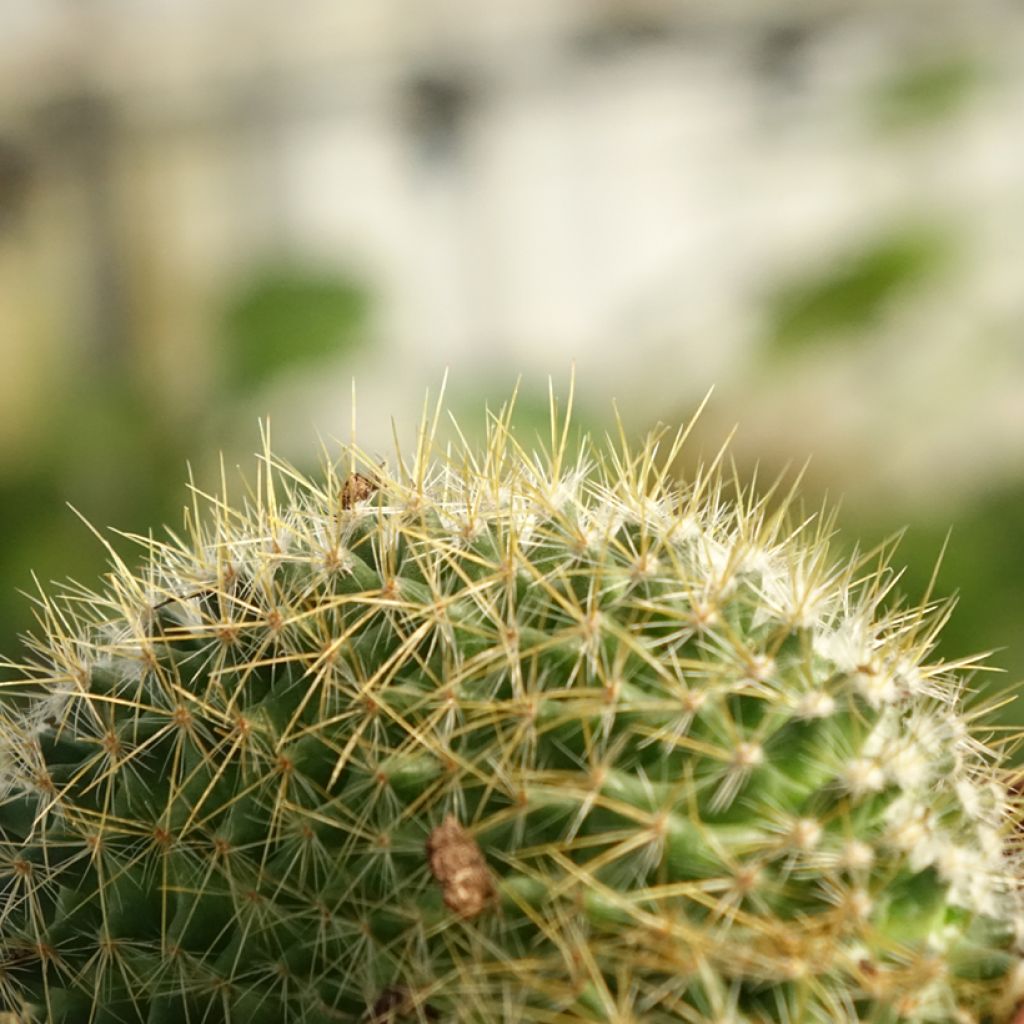 Mammillaria elongata Cristata - Tepelcactus