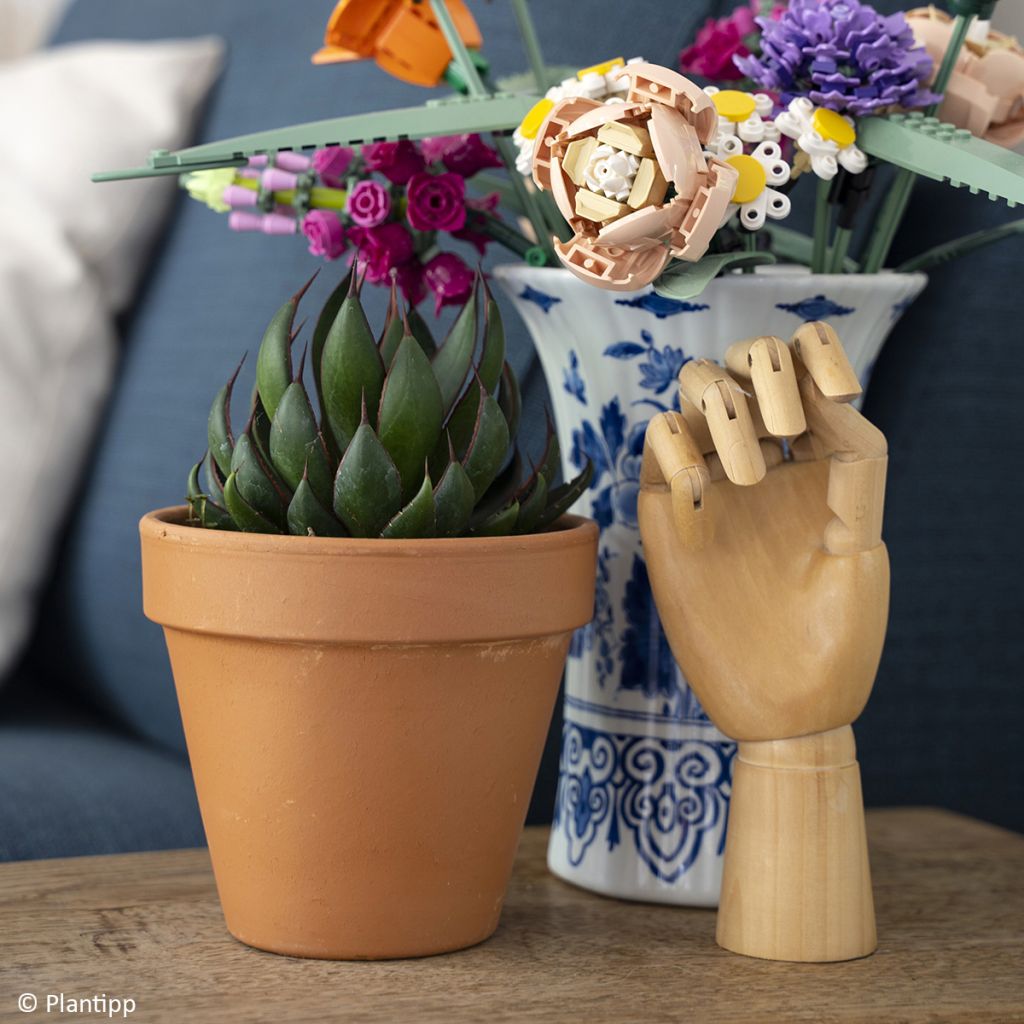 Mangave Praying Hands