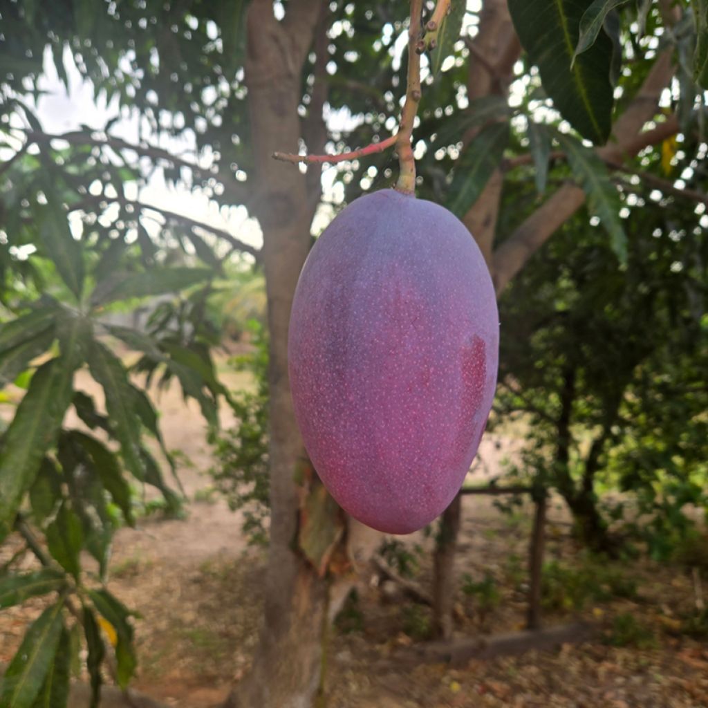 Mangoboom Palmer