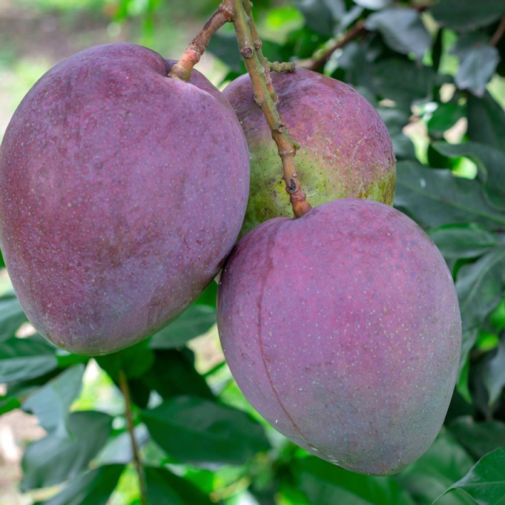 Mangoboom Tommy Atkin