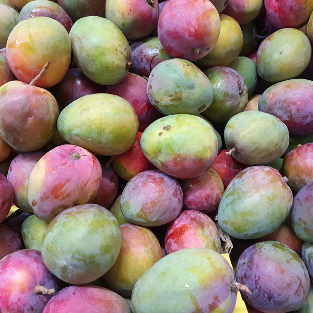 Mangoboom Tommy Atkin