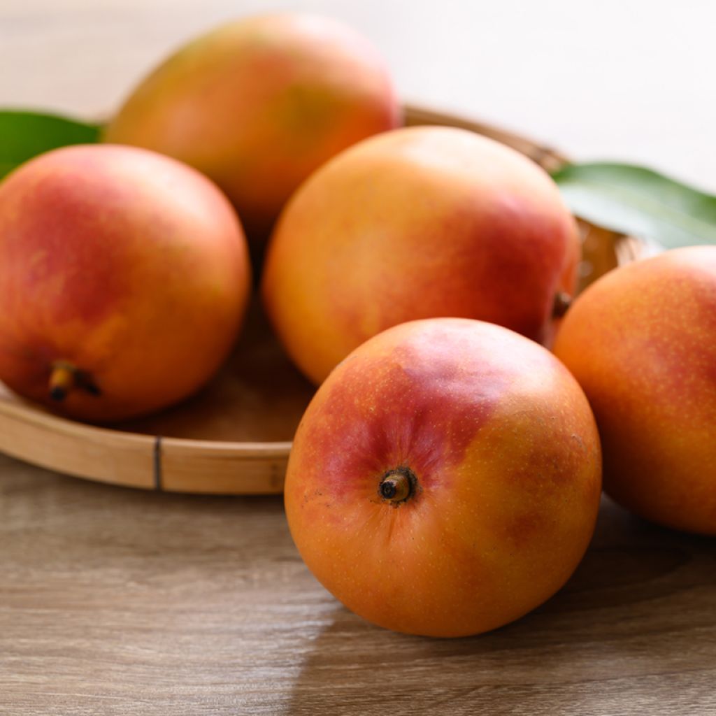 Mangoboom Tommy Atkin