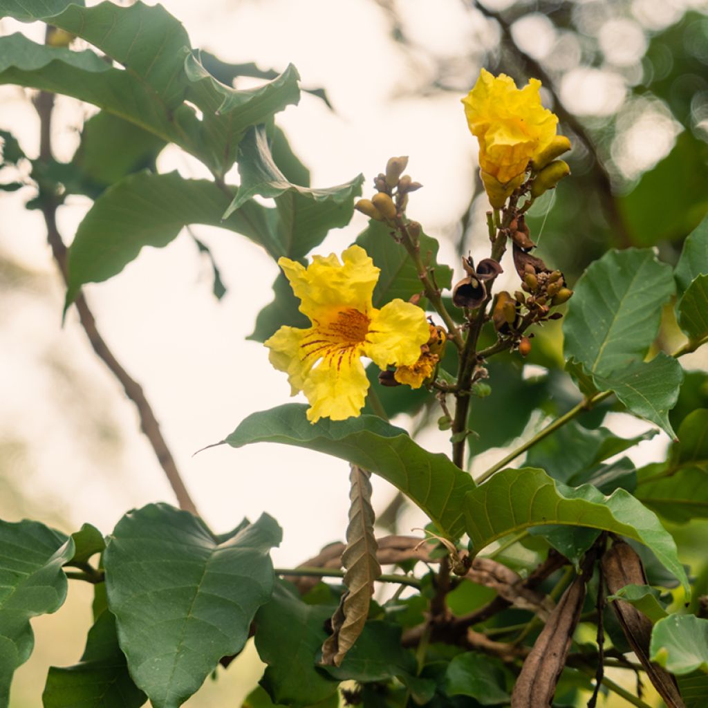 Markhamia lutea - Tulpboom van de Nijl