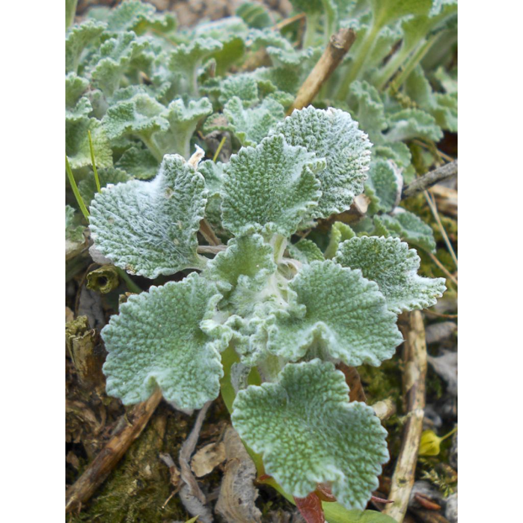 Marrubium incanum - Marrube gris ou blanchi 