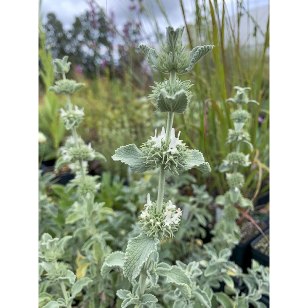 Marrubium incanum - Marrube gris ou blanchi 