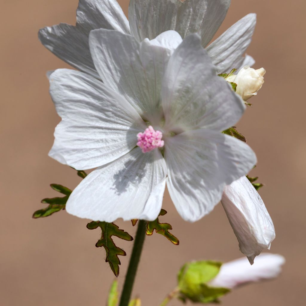 Malva moschata Alba - Muskuskaasjeskruid