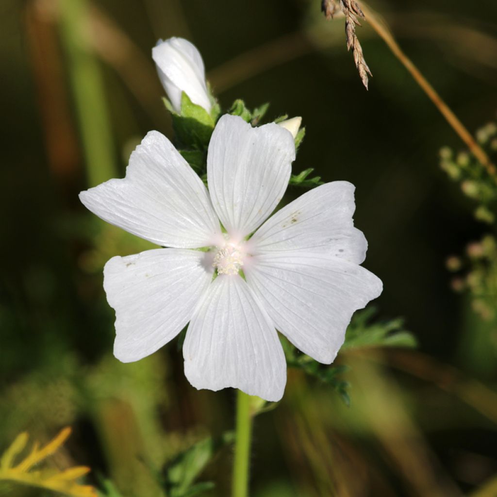 Malva moschata Alba - Muskuskaasjeskruid